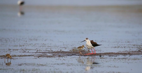 辽宁大连：上百只长脚鹬在湿地筑巢、觅食