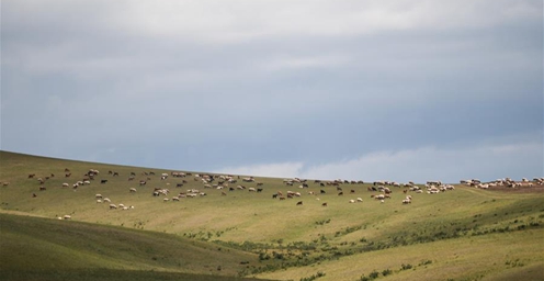 牧群遍野 蒙古国草原夏日美