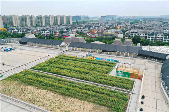 郑州一商场楼顶现3000平方米向日葵 养兔吃草引围观