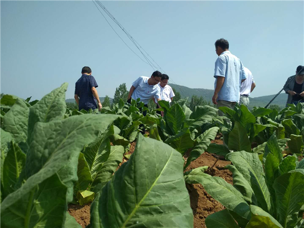 内乡县岞曲镇:多举措发展特色产业 撑起脱贫攻坚一片天