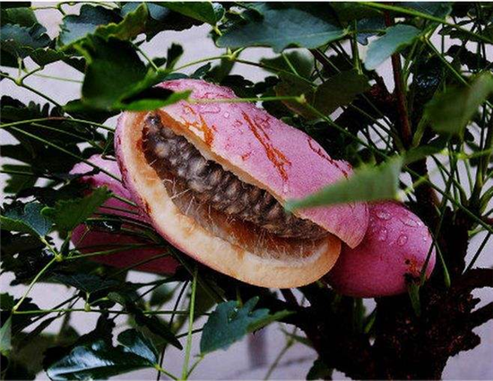 唐河村：“八月炸”打造脱贫致富路