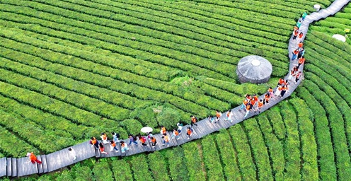 湖北恩施：小暑时节 游客体验传统茶文化