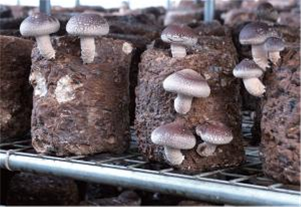 内乡马山口镇积极打造香菇扶贫产业