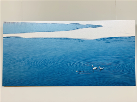 王智“蓝色·旅途”天鹅生态系列摄影作品展在郑州开幕