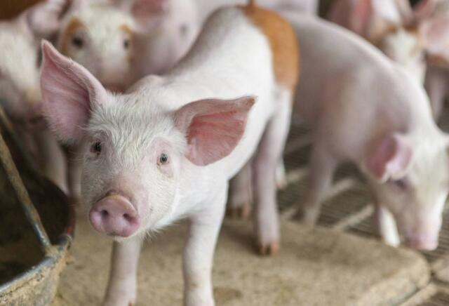 中央财政决定进一步采取举措促进生猪生产、保障市场供应