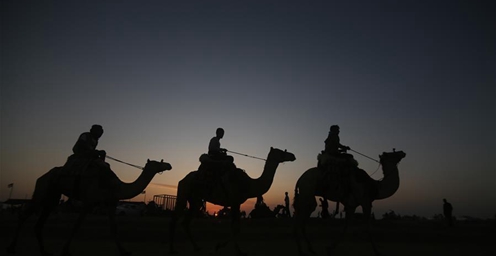 加沙地带拉法：骆驼赛跑