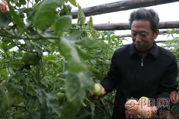 内黄县农户种植大棚蔬菜助脱贫