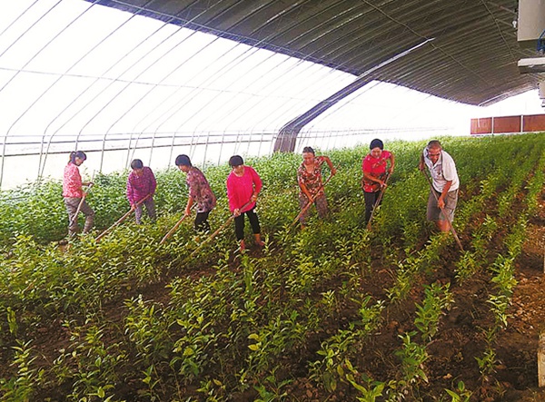 鄢陵花艺公司助力脱贫 多举措创增收