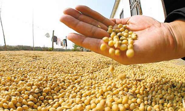国产大豆亩产447.47公斤 再次刷新我国大豆单产纪录 