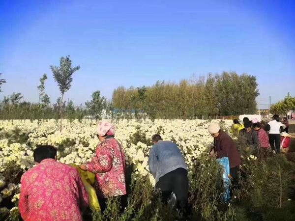 辉县市吴村镇烂漫菊花丰收季 扶贫硕果采摘忙