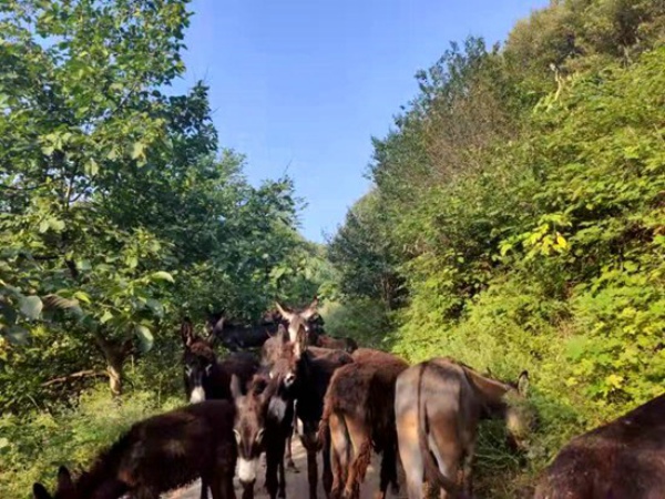 鲁山返乡创业大学生深山“乐养”小毛驴