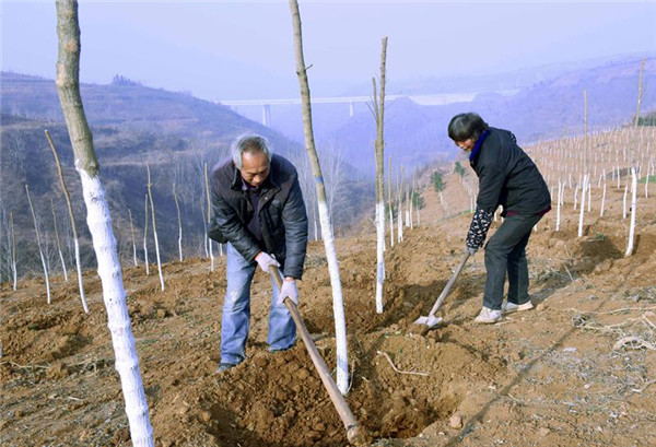 嵩县植树造林添新绿 乡村振兴增活力