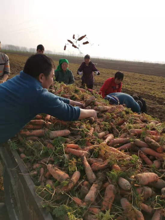 周口太康县大许寨镇：捐出爱心胡萝卜，缓解村民食菜难