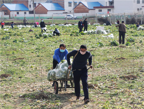 河南内乡：3万斤蔬菜的爱心接力 