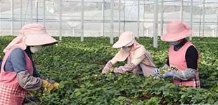 云南寻甸：草莓育苗基地复工生产