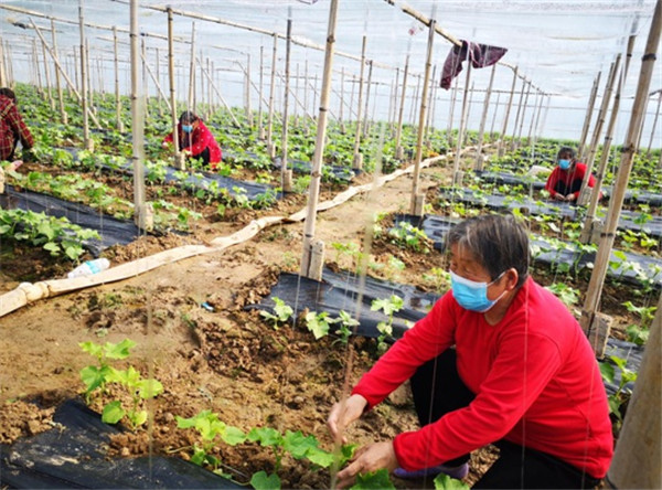 扶沟县守稳蔬菜生产线 确保供应不断链 