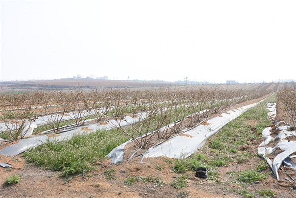汝州：种植蓝莓铺就绿色脱贫“高速路”