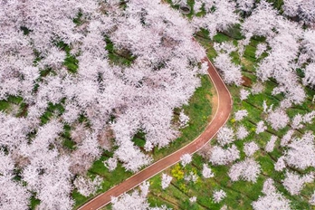 贵州贵安：樱花盛开 春意盎然