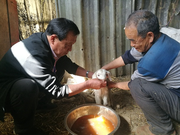 鲁山县:畜牧专家到贫困户家中诊羊