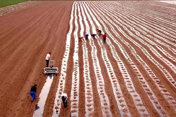 河南汝阳：发展高效农业 农民播种忙