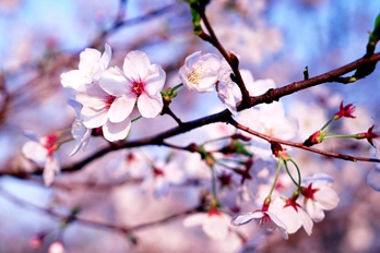 商城：樱花为媒 铺平群众脱贫致富路