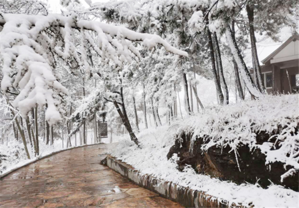 栾川县抱犊寨景区迎来3月下旬少见大雪 为春景增添别样韵味