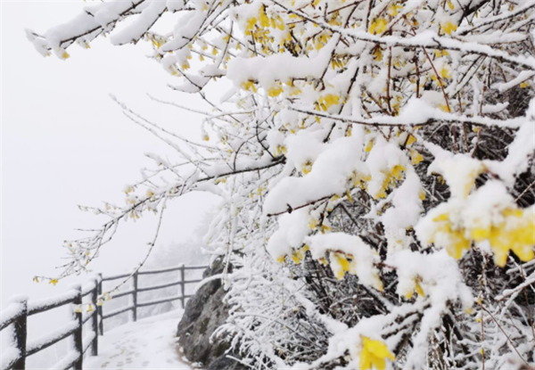 栾川县抱犊寨景区迎来3月下旬少见大雪 为春景增添别样韵味