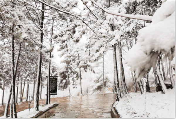 栾川县抱犊寨景区迎来3月下旬少见大雪 为春景增添别样韵味