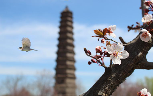 中国(开封)清明文化节：游千年铁塔 览传统文化