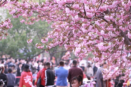 春天来了，鹤壁樱花开了! 中华网邀你一起“云赏樱”