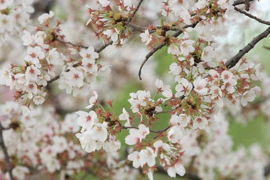 春天来了，鹤壁樱花开了! 中华网邀你一起“云赏樱”