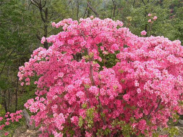 首届鲁山县杜鹃花节将于4月18日开幕