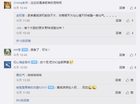 武汉解封首日黄鼠狼上街讨饭 网友：饿极了，可怜！