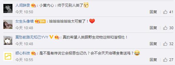 武汉解封首日黄鼠狼上街讨饭 网友：饿极了，可怜！