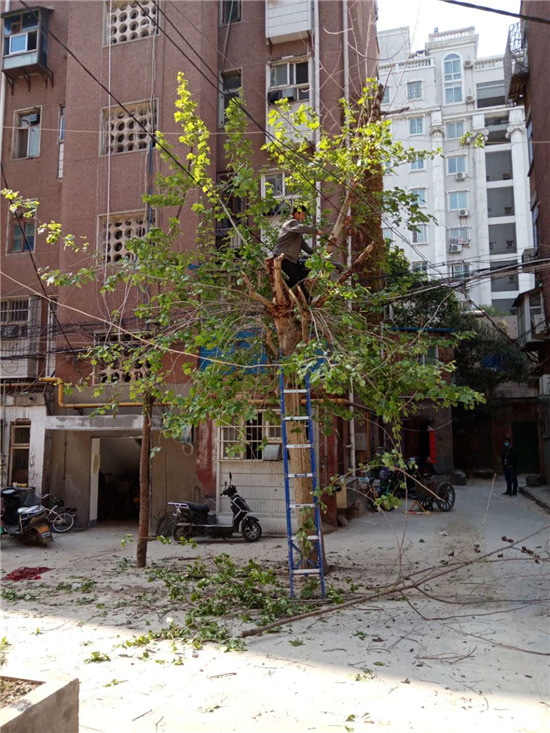 郑州南阳路街道给绿树“理发” 除“隐患”、提“颜值”