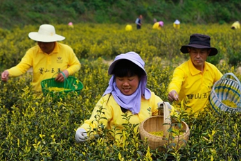 河南光山：黄金茶助力村民脱贫致富