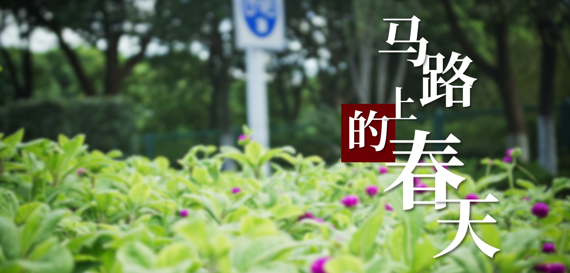 郑州市城市道路绿化管理处：马路上的春天之热爱与责任