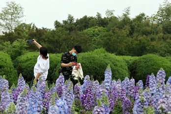 繁花竞绽 春色满园