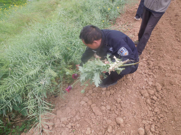 新野公安：强化辖区场所行业检查 查获非法种植罂粟案