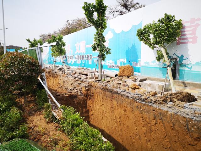 郑州高新热力路边施工挖沟 多棵行道树被毁坏