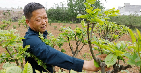 平顶山宝丰：中药种植富农家