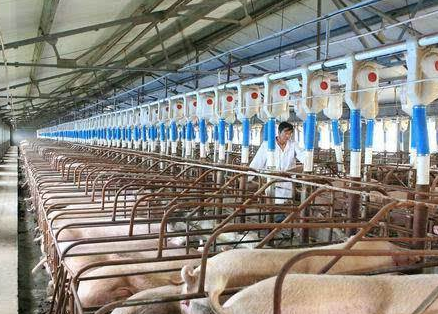 数据显示：4月中旬生猪价格每千克34.1元 环比降0.9%