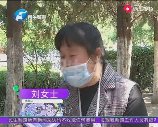 开封清明上河园：女子骑毛驴拍着视频正高兴，结果悲剧了