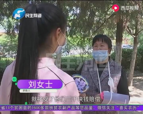 开封清明上河园：女子骑毛驴拍着视频正高兴，结果悲剧了