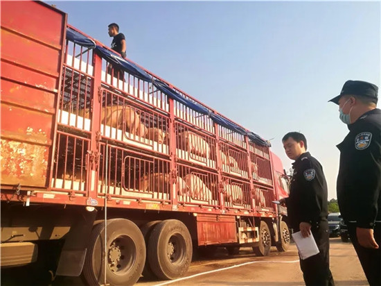 济源市人民法院执行干警:“五一”假期奋战42小时执行到位418头生猪