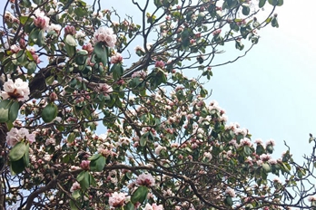 中原第一峰 千年杜鹃王花繁叶茂