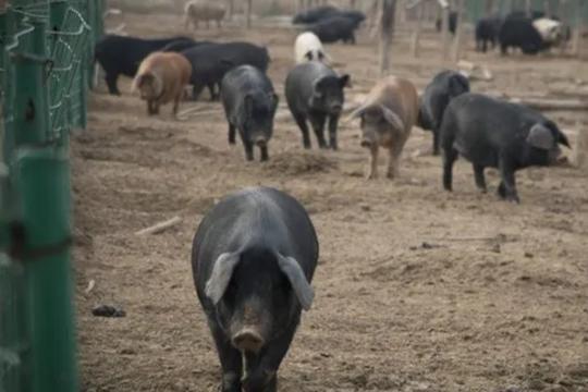 新郑市培育壮大扶贫产业 变“输血”为“造血”