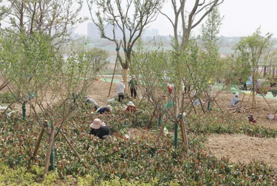 贾迎战深入驿城区调研园林绿化项目建设工作