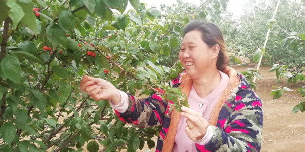 唐河县昝岗乡：贫困户树上的红樱桃变成了“金疙瘩”