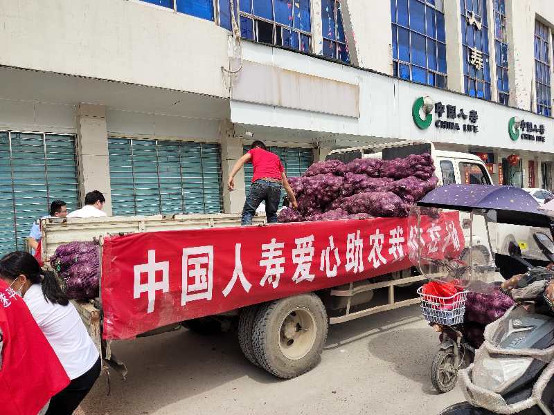 中国人寿献爱心  帮农解决售菜难